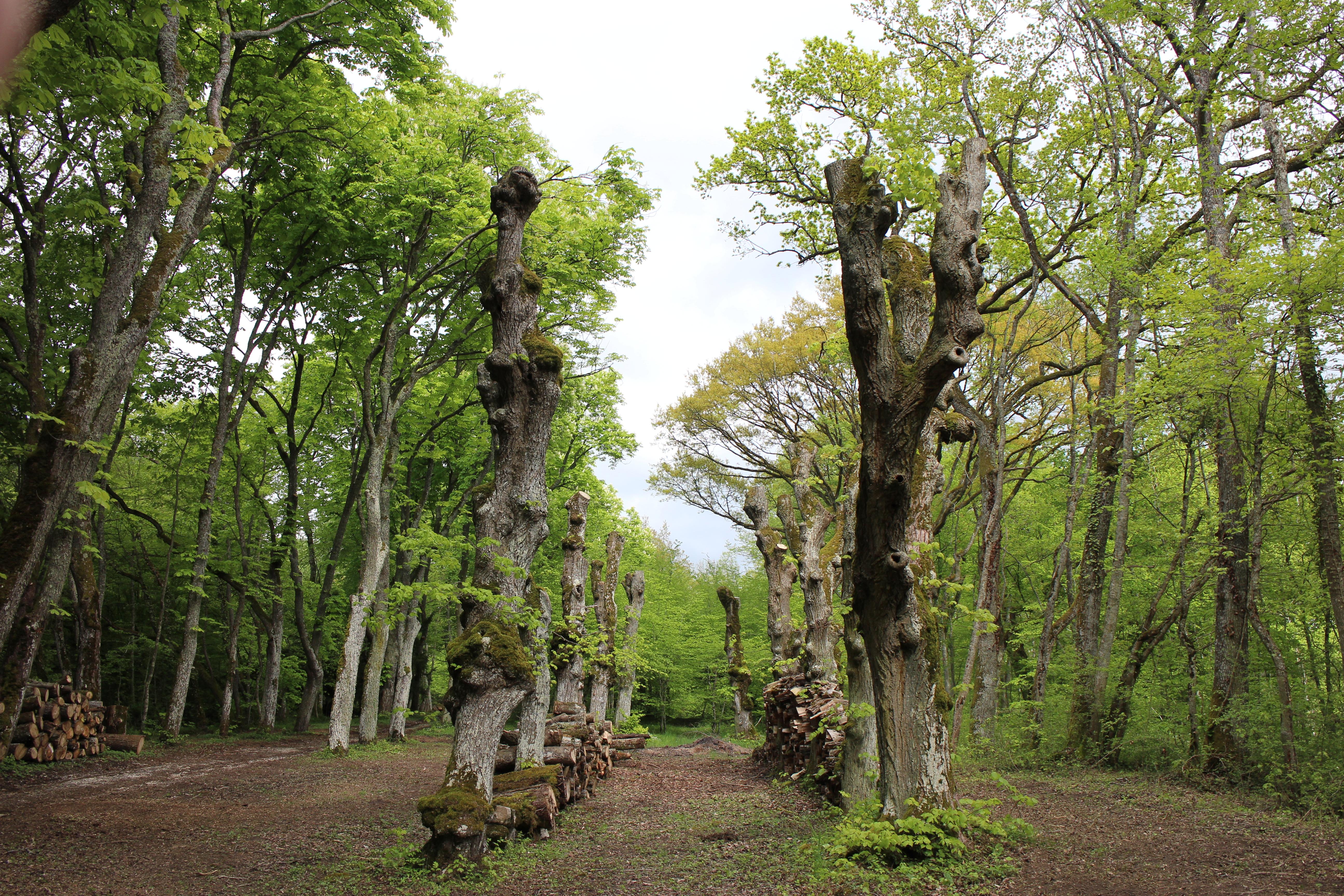 JoursenVaux Association Parcs et Jardins de Bourgogne